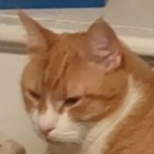 Meet your Posher, Moira